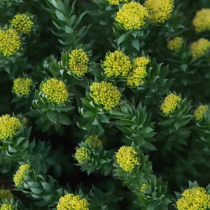 Rhodiola Rosea